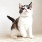 ブリティッシュショートヘア