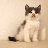 ブリティッシュショートヘア【静岡県・男の子・2025年9月27日・ブルー&ホワイト】の写真1