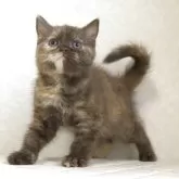 ブリティッシュショートヘア