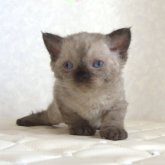 セルカークレックス