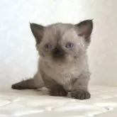 セルカークレックス【静岡県・女の子・2025年9月26日・シールポイント】の写真1