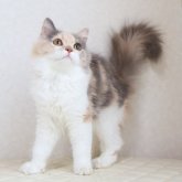 ブリティッシュロングヘア