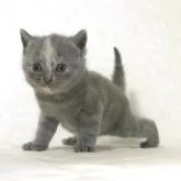 ブリティッシュショートヘア