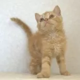 セルカークレックス