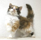 セルカークレックス