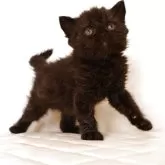 セルカークレックス