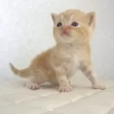 ブリティッシュショートヘア