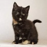 ブリティッシュショートヘア
