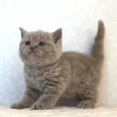 ブリティッシュショートヘア