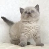 セルカークレックス