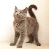 ブリティッシュショートヘア