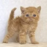 セルカークレックス