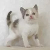 ブリティッシュショートヘア