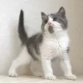 ブリティッシュショートヘア