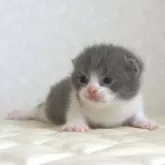 ブリティッシュショートヘア