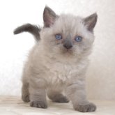 セルカークレックス