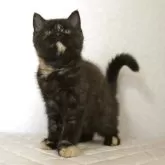 ブリティッシュショートヘア