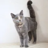 ブリティッシュショートヘア