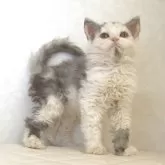 セルカークレックス