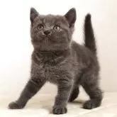 ブリティッシュショートヘア