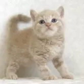 ブリティッシュショートヘア