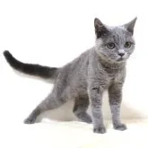 ブリティッシュショートヘア