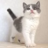 ブリティッシュショートヘア