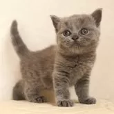 ブリティッシュショートヘア