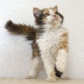 セルカークレックス