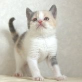 ブリティッシュショートヘア