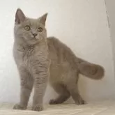 ブリティッシュショートヘア