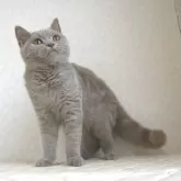 ブリティッシュショートヘア
