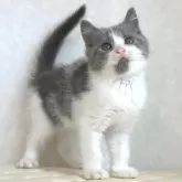 ブリティッシュショートヘア