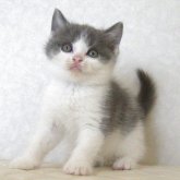 ブリティッシュショートヘア