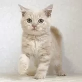ブリティッシュショートヘア