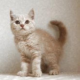 ブリティッシュショートヘア