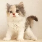 ブリティッシュロングヘア