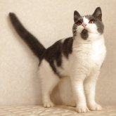 ブリティッシュショートヘア