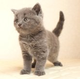 ブリティッシュショートヘア
