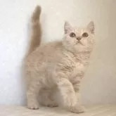ブリティッシュショートヘア