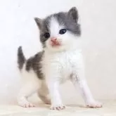 ブリティッシュショートヘア