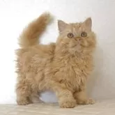 セルカークレックス