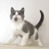 ブリティッシュショートヘア