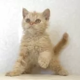 セルカークレックス