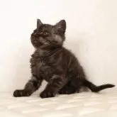 セルカークレックス