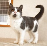 ブリティッシュショートヘア