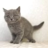 ブリティッシュショートヘア