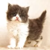 ブリティッシュショートヘア