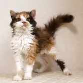 セルカークレックス