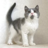 ブリティッシュショートヘア